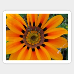 Gazania 8 Sticker